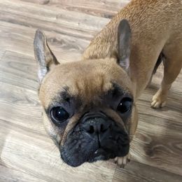 Porsha - French Bulldog