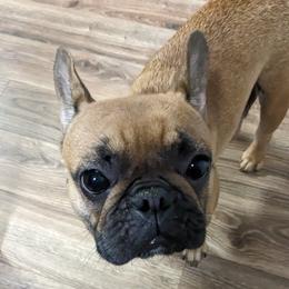 Porsha - French Bulldog