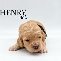 Henry - Buff male Cockapoo puppy in Claremont, North Carolina from Magnolia Grove Farms