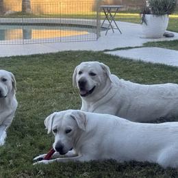 Labrador Retrievers from Bougue Labradors