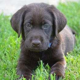 Labrador Retrievers from Choice Chocolate Labs