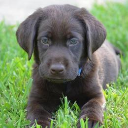 Labrador Retrievers from Choice Chocolate Labs