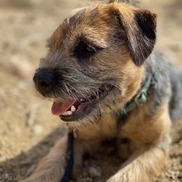 Border Terrier Puppies from Fortune Farms