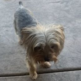 Yorkshire Terriers from Demetria's Yorkies