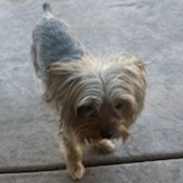 Yorkshire Terriers from Demetria's Yorkies