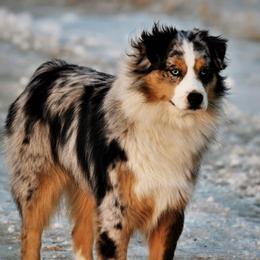 Gracie - Miniature Australian Shepherd