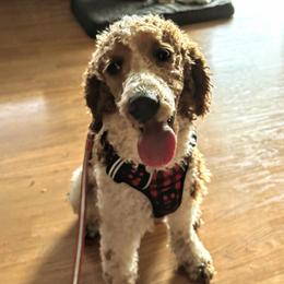 Cooper - Goldendoodle
