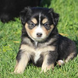 Spoof - Black tri female Miniature American Shepherd puppy in Hillsdale, Michigan from Faithwalk Aussies and Mini American Shepherds