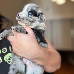 Rocket - Blue merle male Australian Shepherd puppy in Devine, Texas from Sun Kissed Aussies