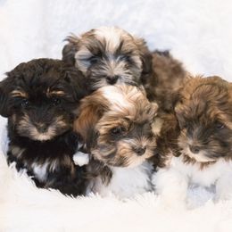 Chesapeake Bay Retriever and Havanese Puppies from Green Gables Havanese