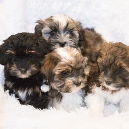 Chesapeake Bay Retriever and Havanese Puppies from Green Gables Havanese