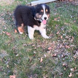 Edmond - Black tri-color male Australian Shepherd puppy in Terryville, Connecticut from Spirited Aussies