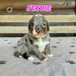 Jessie - Blue merle female Bernedoodle puppy in Banner Elk, North Carolina from Walnut Tree Bernedoodles