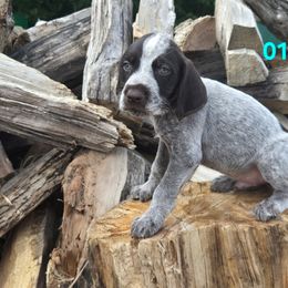 Boy 4 - Liver and white male German Wirehaired Pointer puppy in Potosi, Wisconsin from Point and Flush Gun Dogs