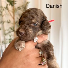 Danish - Poodle puppy from Garden Of Poodles