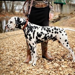 Monster - Dalmatian