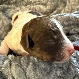 Burgundy collar girl - Phantom female Poodle puppy in Huntsville, Alabama from Flint River Poodles