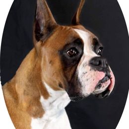 Boxer All Grown Up from Lando Boxers