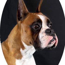 Boxer All Grown Up from Lando Boxers