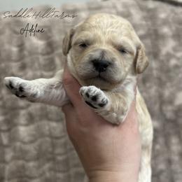 Adeline - Cream female Goldendoodle puppy in Rienzi, Mississippi from Saddle Hill Farms