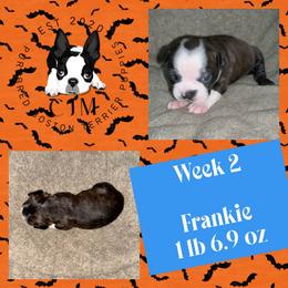 Frankie - Red male Boston Terrier puppy in Jupiter, Florida from CJM Boston and Boxer Puppies
