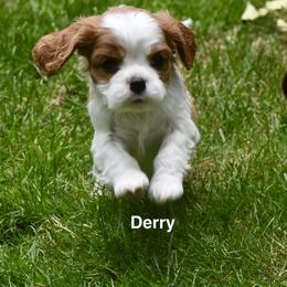Australian Shepherd and Cavalier King Charles Spaniel Puppies from FairWilde