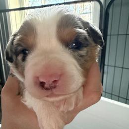 Girl 2 - Blue merle female Miniature Australian Shepherd puppy in Saco, Maine from Wags Family Aussies