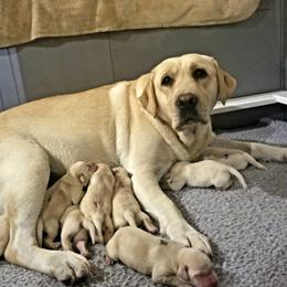 Shammy - Labrador Retriever