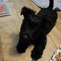 Orange - Scottish Terrier puppy from Hometown Scotties
