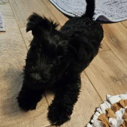 Orange - Scottish Terrier puppy from Hometown Scotties