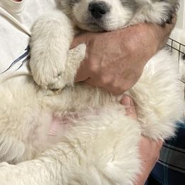 Great Pyrenees Puppies from Sugar Pine Pyrenees