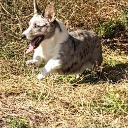 Toui - Cardigan Welsh Corgi
