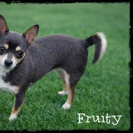 Fruity - Chihuahua