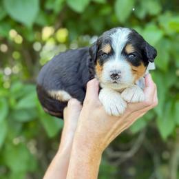 Peter Pan - Tri-color male Bernedoodle puppy in Bellville, Ohio from Bernedoodle Buddies