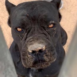 Harley Quinn - Cane Corso