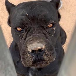 Harley Quinn - Cane Corso