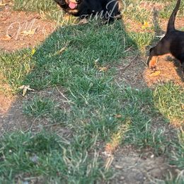 Dachshund Puppies from McJazzin Doxies