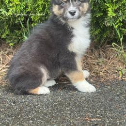 Rolo- btm2 - Black tri-color male Australian Shepherd puppy in Chehalis, Washington from Wandering Acres Ranch
