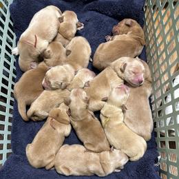 Juniper (Purple) - Golden female Golden Retriever puppy in Franklin, West Virginia from Wildmour K9
