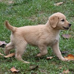 Golden Retriever Puppies from Knight's Golden Acres