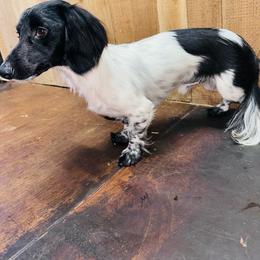 Domino - Dachshund