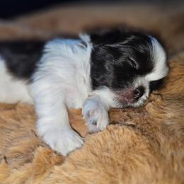 ASPEN - Chocolate male Shih Tzu puppy in Los Banos And Bay Area, California from Shantii's Shih Tzu's