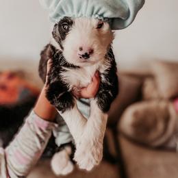 Sheepadoodle Puppies from DOODCompany
