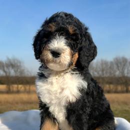 Hamlet - Tri-color male Bernedoodle puppy in Osage City, Kansas from Golden Ridge Goldens