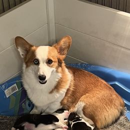 Stella - Pembroke Welsh Corgi