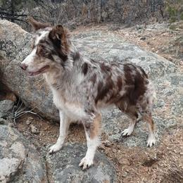 Torvi - Border Collie