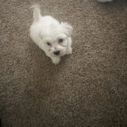 Bichon Frise Puppies from Tammy's Bichon Frise