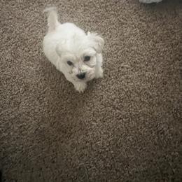 Bichon Frise Puppies from Tammy's Bichon Frise