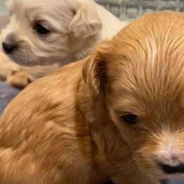 Shihpoos and Shih Tzus from Noel’s Little Shitz