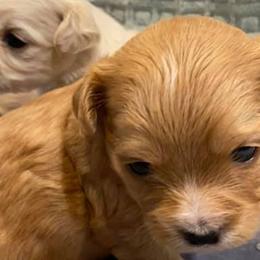 Shihpoos and Shih Tzus from Noel’s Little Shitz